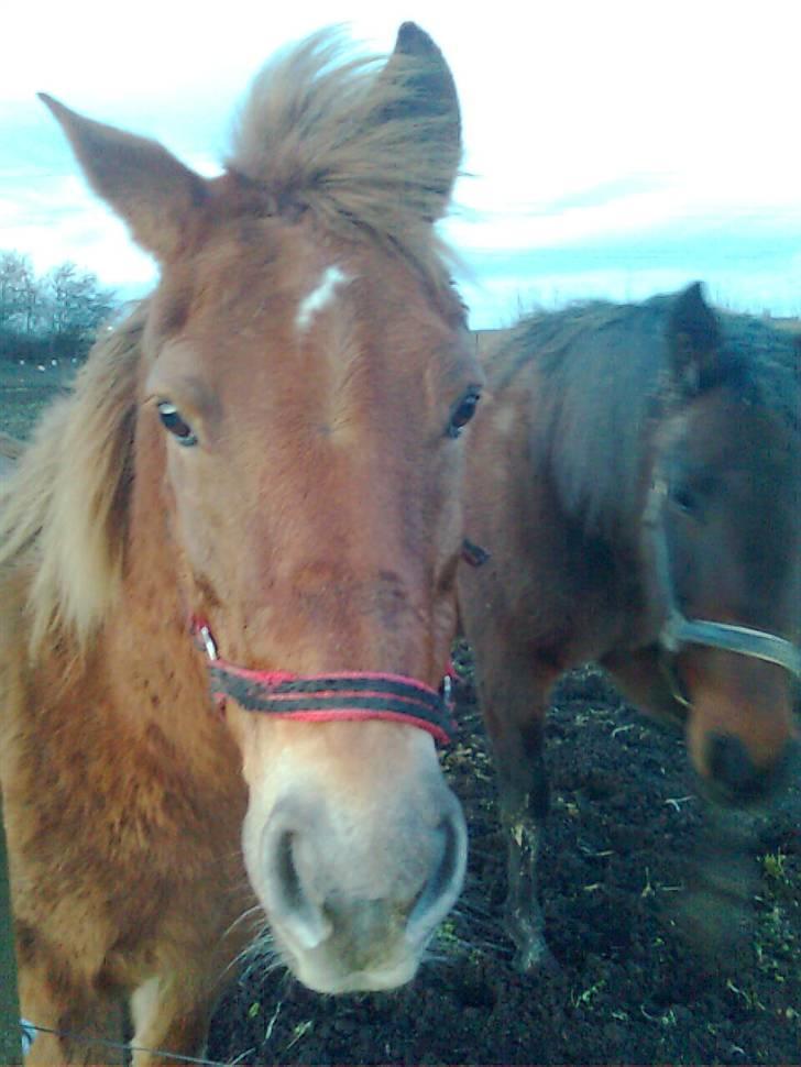 Anden særlig race Oliver - åårh det var da jeg skulle cykle hjem!! han fulgte mig hele vejen ned til enden af hegnet billede 7