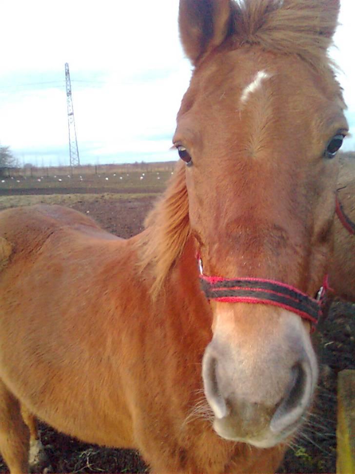 Anden særlig race Oliver - årh vil du havde en godbid meere??  billede 8