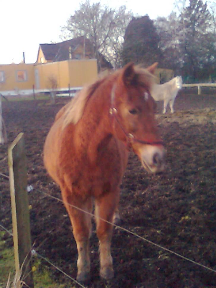 Anden særlig race Oliver - farvel oliver!! vi ses billede 9