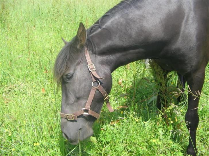 Anden særlig race Shadow billede 7