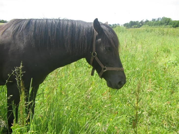 Anden særlig race Shadow billede 8