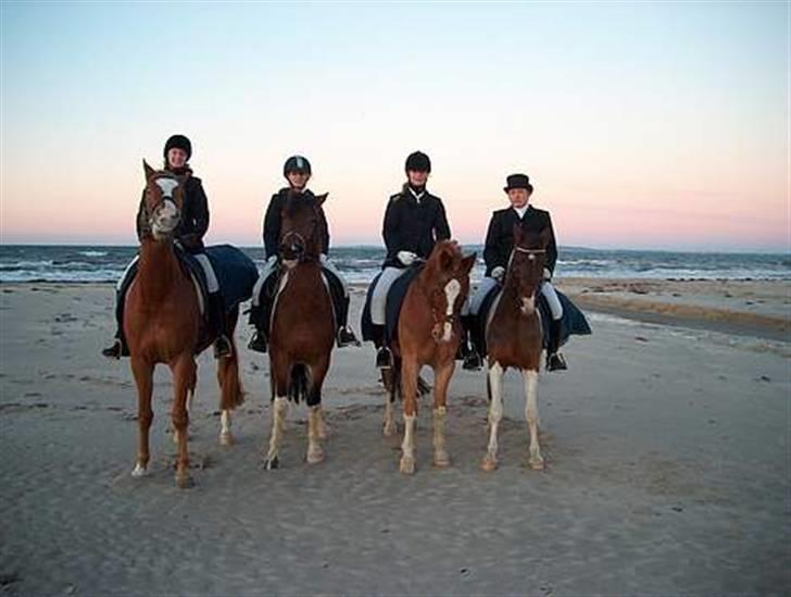 Palomino Fortunens Starlight billede 15