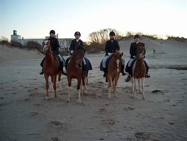 Palomino Fortunens Starlight billede 16