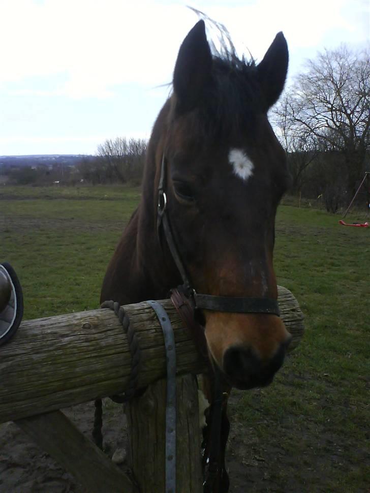 Connemara Chianti *Død* R.I.P - Årrrrh, han ligner helt en lille føllebølle igen (; billede 6