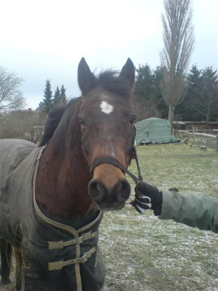 Connemara Chianti *Død* R.I.P billede 7