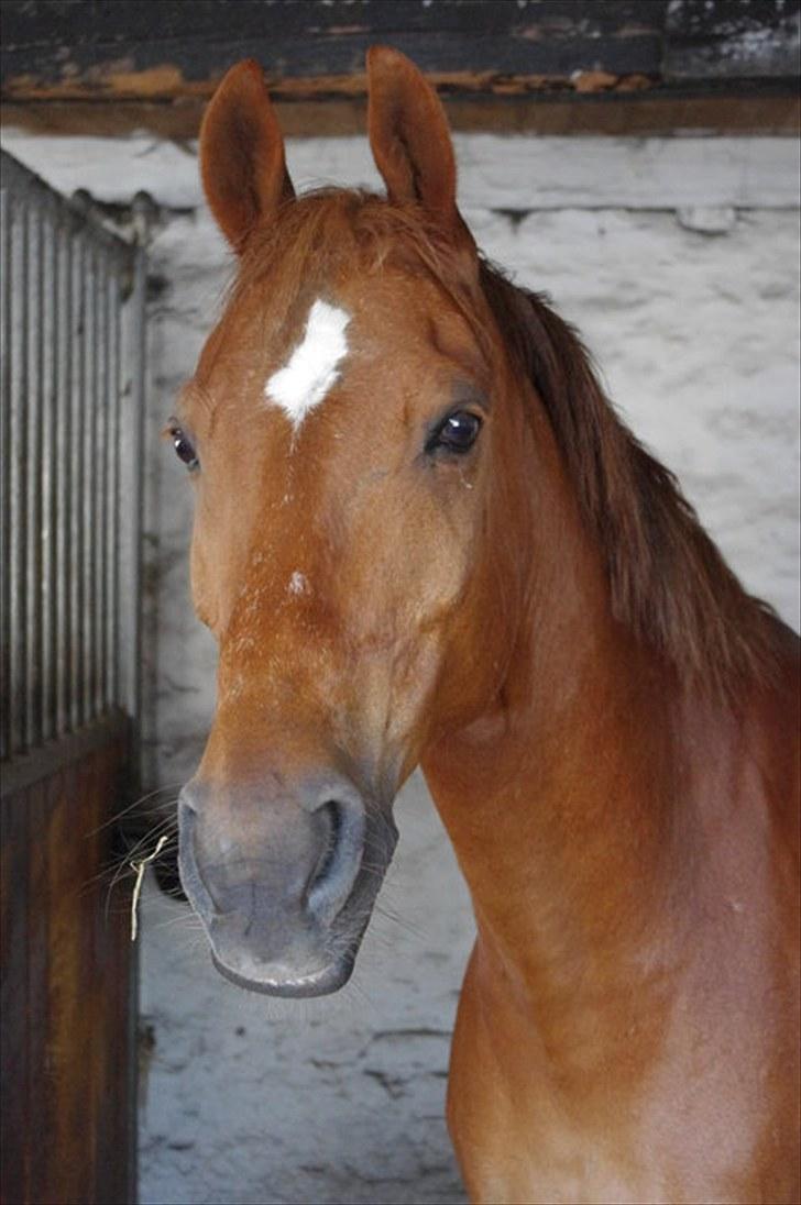 Anden særlig race Piccolo - 1) Velkommen til Piccolo´s profil :D billede 4
