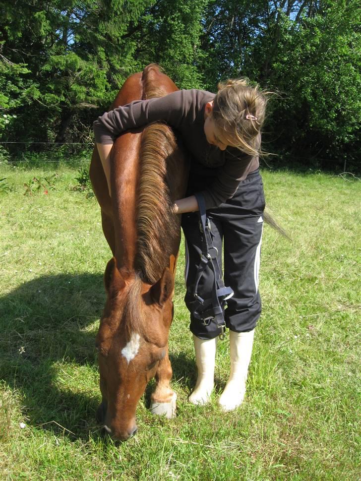 Anden særlig race Piccolo - 2) Ude på folden (; - jeg elsker dig (L) billede 5