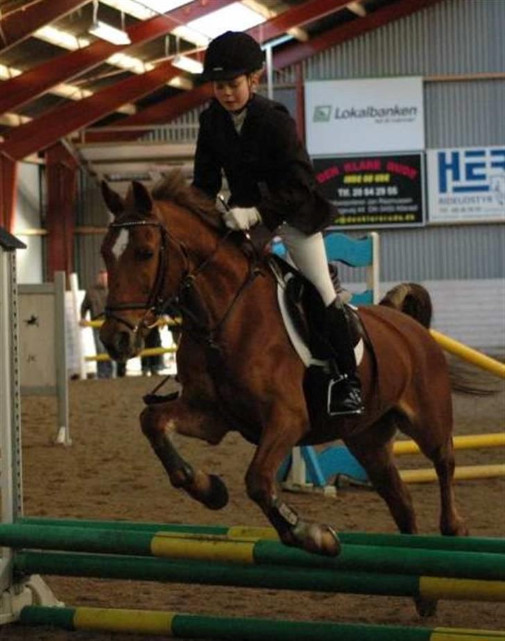 Anden særlig race Piccolo - 3) Mit første springstævne; 50 cm :D <3 billede 6