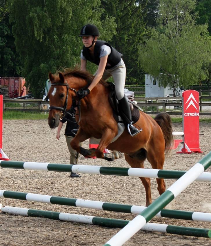 Anden særlig race Piccolo - 5) Yeah! vi springer 85 cm! :D billede 7