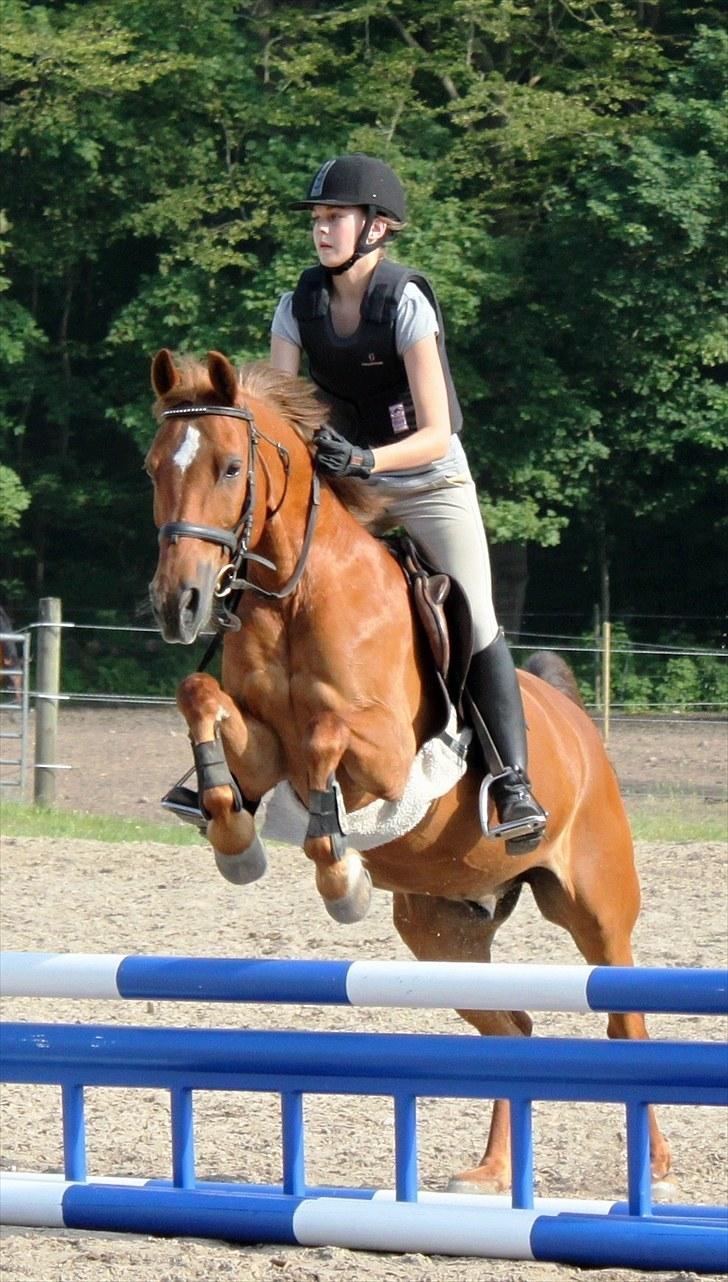 Anden særlig race Piccolo - 8) Springtræning. billede 3