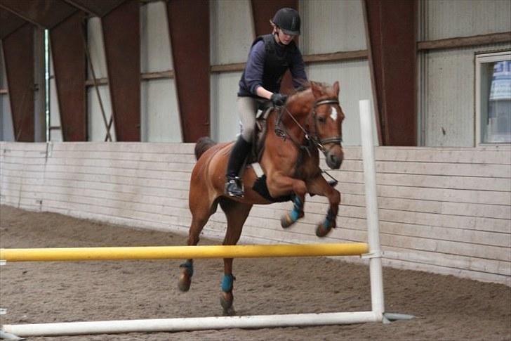 Anden særlig race Piccolo - 10) Springtræning. billede 10