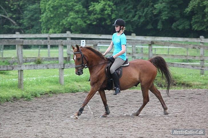 Anden særlig race Piccolo billede 11