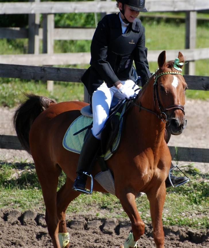 Anden særlig race Piccolo billede 14