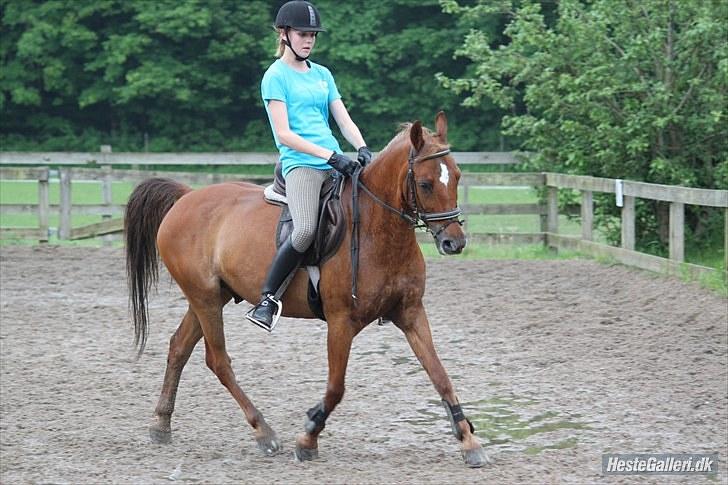 Anden særlig race Piccolo billede 15