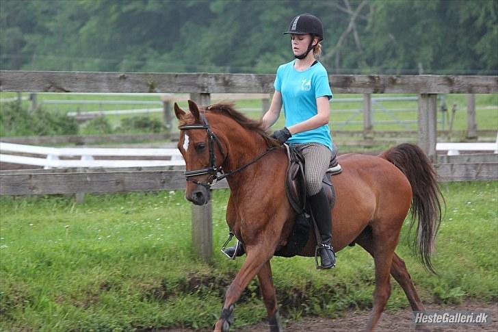 Anden særlig race Piccolo billede 16