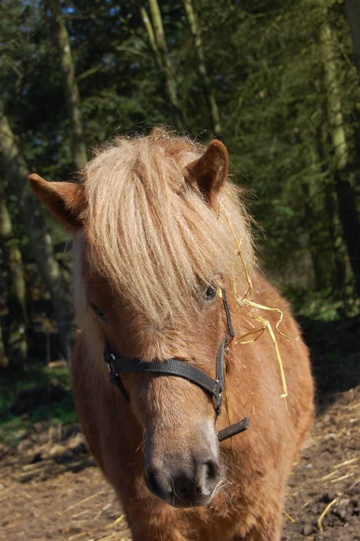 Anden særlig race Fiona billede 15