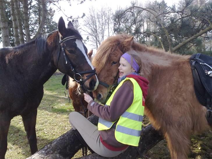 Engelsk Varmblod Fatal Experience *død* billede 13