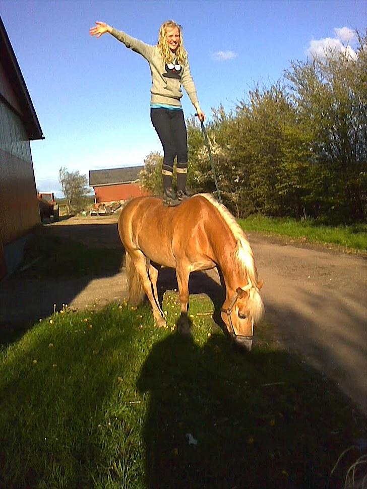 Haflinger LUCKY - DM PONY! - jeg stoler på min pony*;  <3  Foto: Amalie Andersen.  billede 6