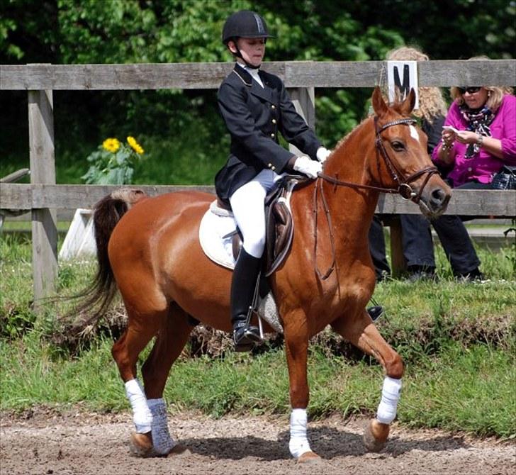 Anden særlig race Piccolo - Dressurstævne d.14 Juni. Han gider ikke slappe af til stævner! helt umuligt! :-D billede 17
