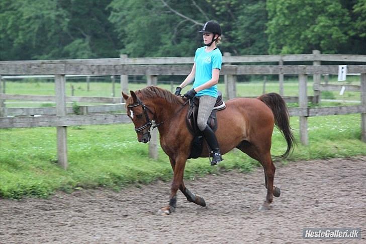 Anden særlig race Piccolo - 19) HAN KAN GODT!:D billede 18