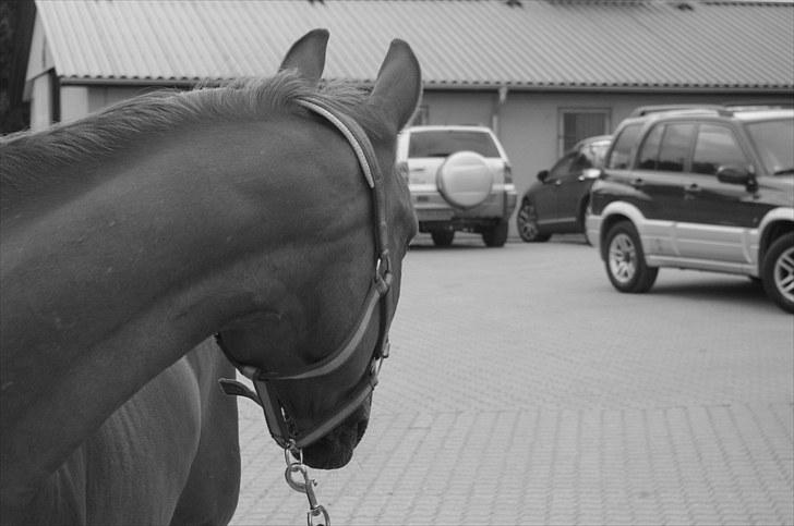 Anden særlig race Piccolo billede 19