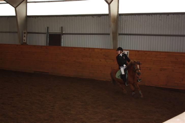 Anden særlig race Prins <3 (gammel part) - ingen kunne slå os !? Foto: MOr billede 17