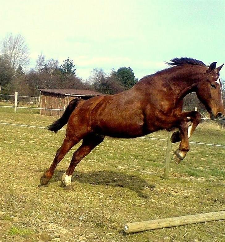 Frederiksborg Thor Romeo Bakkely ¤Solgt - Springer langt over bommen (: billede 19