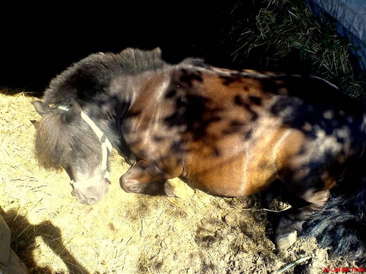 Shetlænder Skovgårds Stumpe billede 4