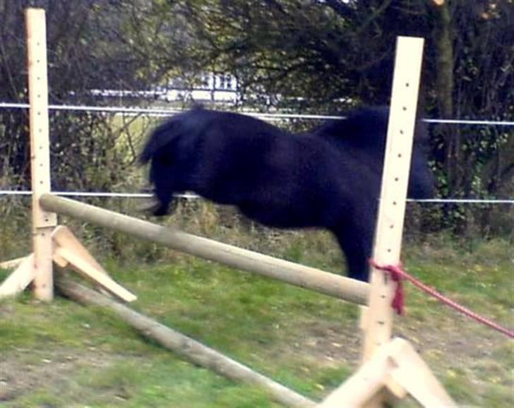 Shetlænder Skovgårds Stumpe billede 10