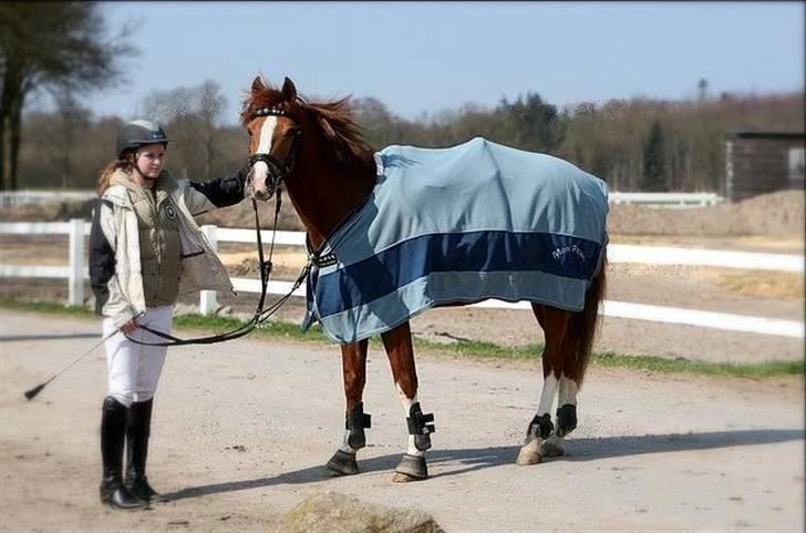 Hollandsk Sportspony MANPOWER LUDINGA - Manpower Ludinga & Liza Engelmann Jensen :o) billede 16