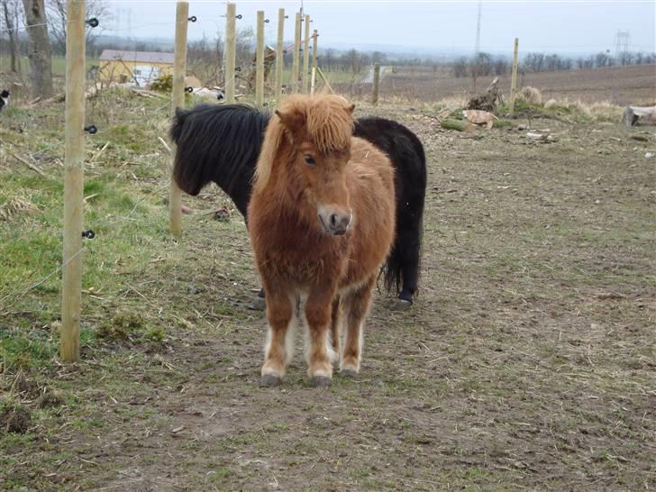 Shetlænder Max Solgt billede 6