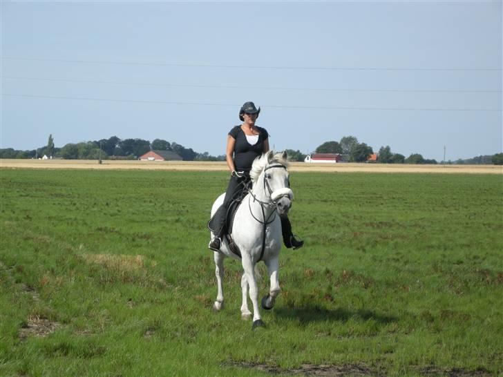 Anden særlig race Shadow Himmelhest - hygge ridning billede 11