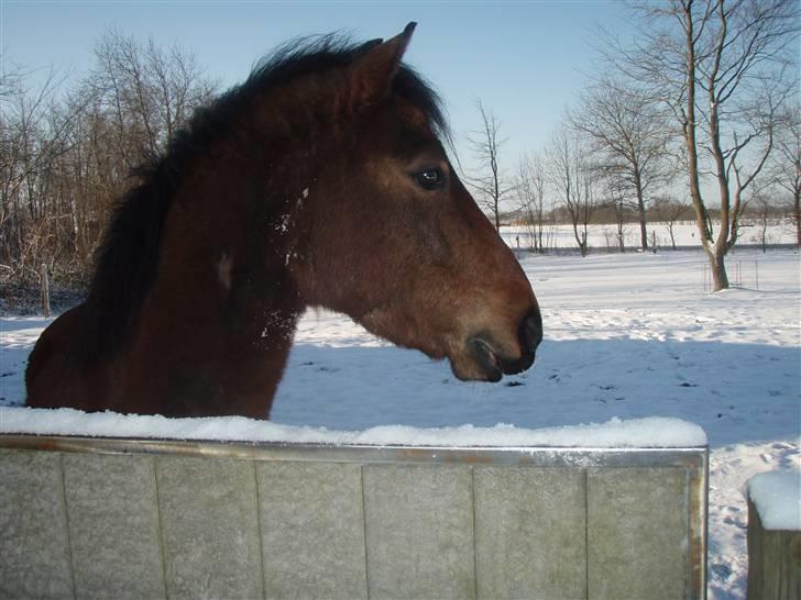 Anden særlig race complet (solgt) - jeg elsker sne!!! billede 3