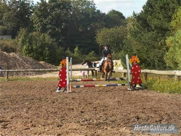 Welsh Cob (sec D) Waardhoeve's ilona *LÅNTE* - Velkommen :´)          -stævne i struer;) billede 1