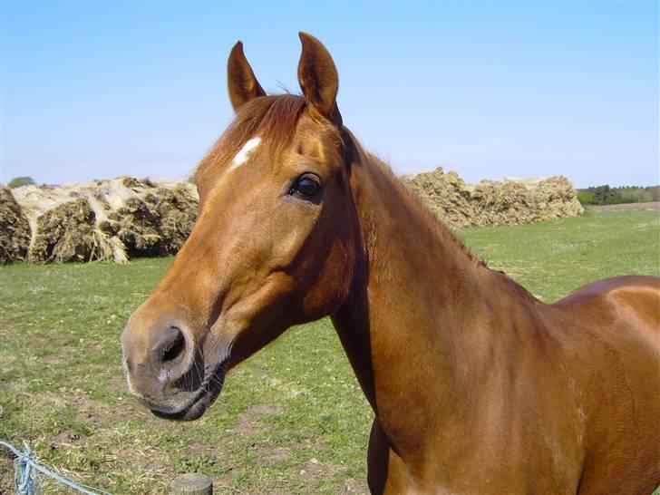 Welsh Cob (sec D) Waardhoeve's ilona *LÅNTE* - Maggies smukke hoved(:  billede 2