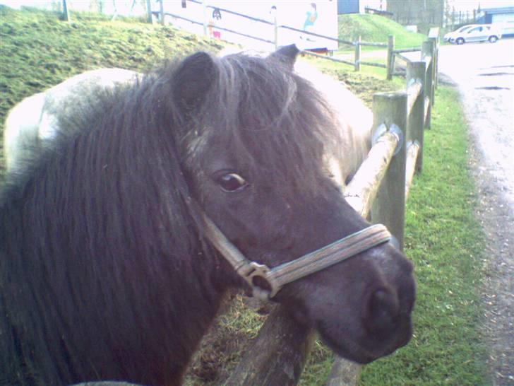 Shetlænder Dolfus billede 1