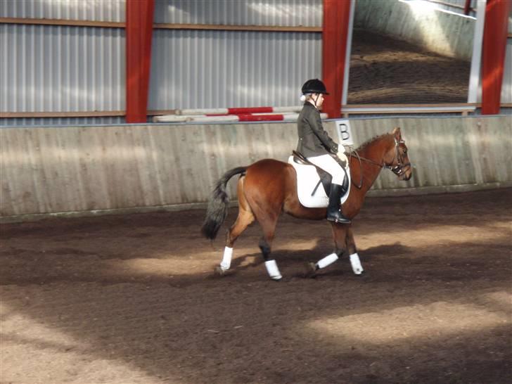 Anden særlig race complet (solgt) - LC billede 4