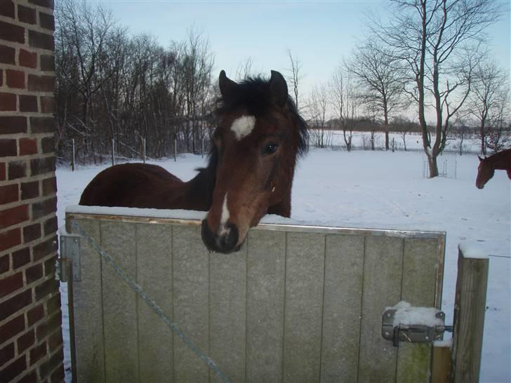 Anden særlig race complet (solgt) - hej billede 6