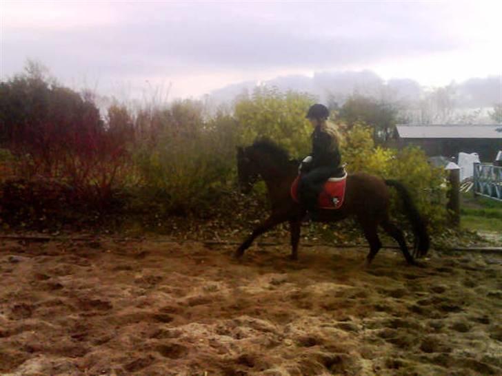 Anden særlig race complet (solgt) billede 7