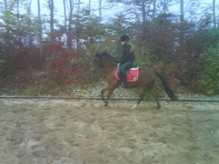 Anden særlig race complet (solgt) billede 8