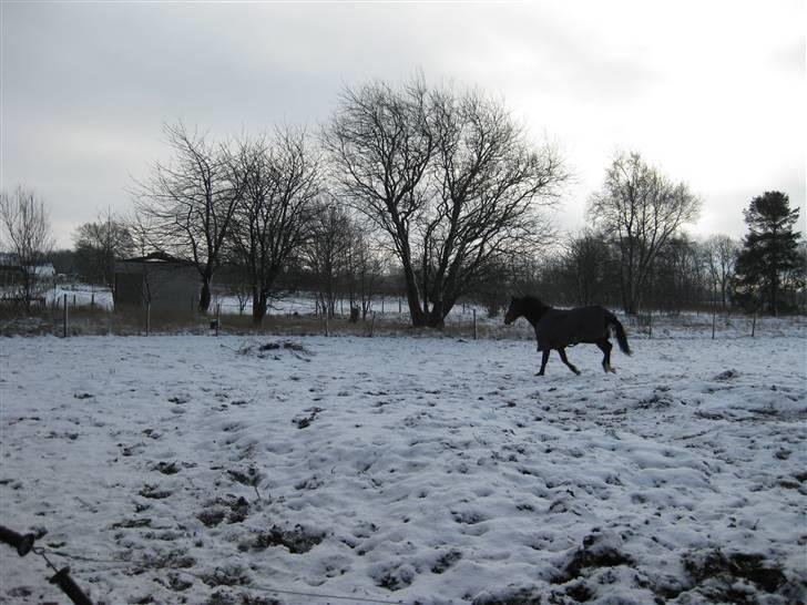 Anden særlig race complet (solgt) billede 9