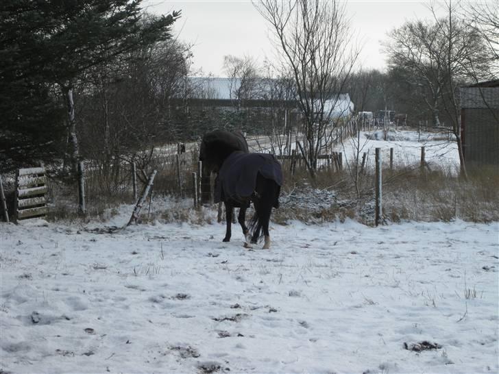 Anden særlig race complet (solgt) billede 10