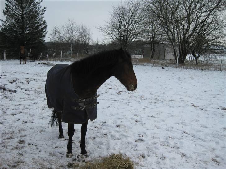 Anden særlig race complet (solgt) billede 11