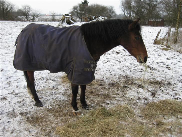 Anden særlig race complet (solgt) billede 12