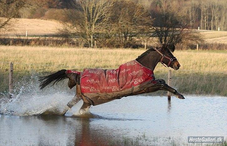 Anden særlig race  Quick Star¤solgt&savnet¤ - Quick Star -  Vandbillede (:                 Foto: Sofie Østergård billede 1