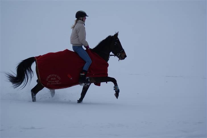 Anden særlig race  Quick Star¤solgt&savnet¤ - I skoven :b            Foto: Julie WS billede 5