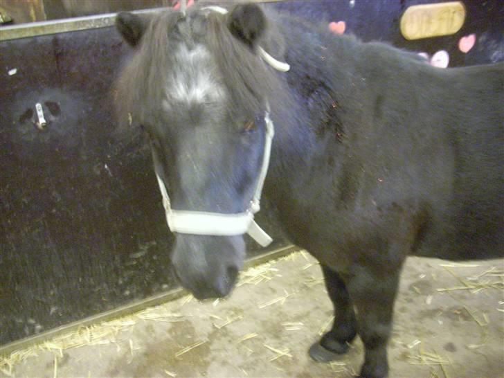 Shetlænder Dolfus billede 2