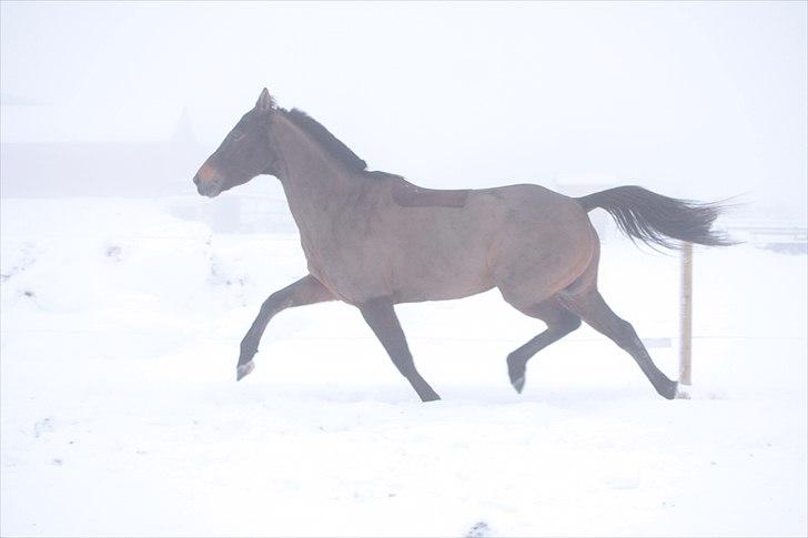 Anden særlig race  Quick Star¤solgt&savnet¤ - Kvikki sne billede på folden (:                  Foto: line Schmidt billede 14