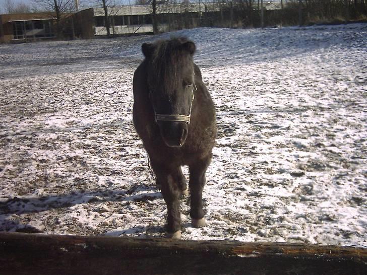 Shetlænder Dolfus billede 3