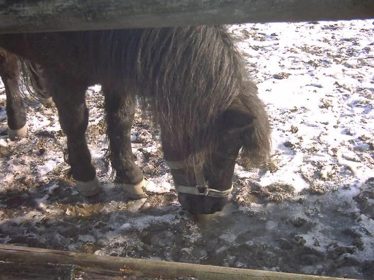 Shetlænder Dolfus billede 4